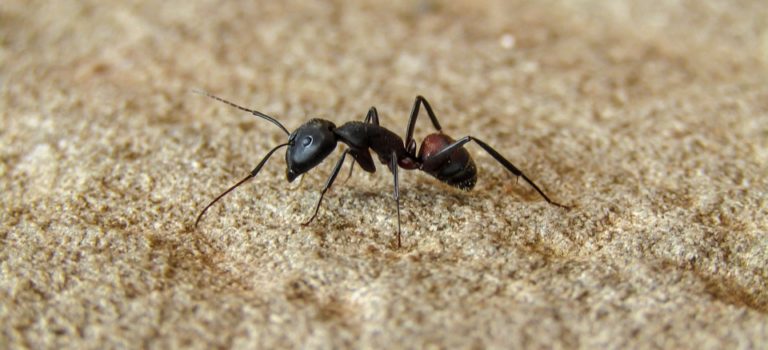 Traitement efficace contre les fourmis